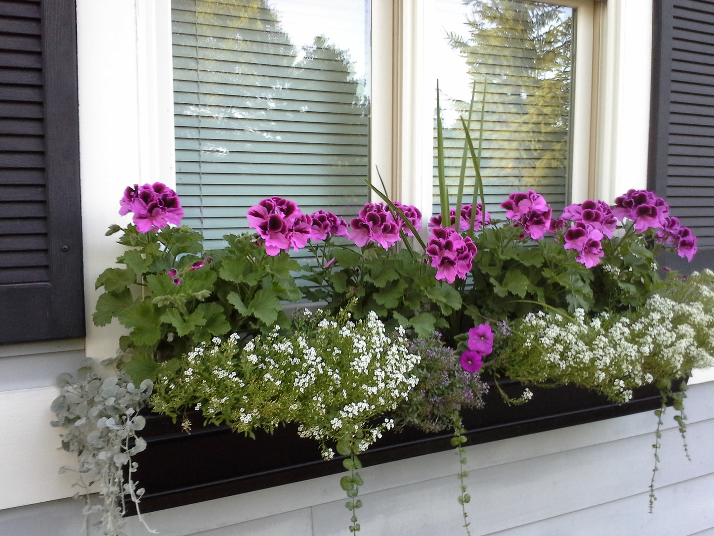 Window Boxes