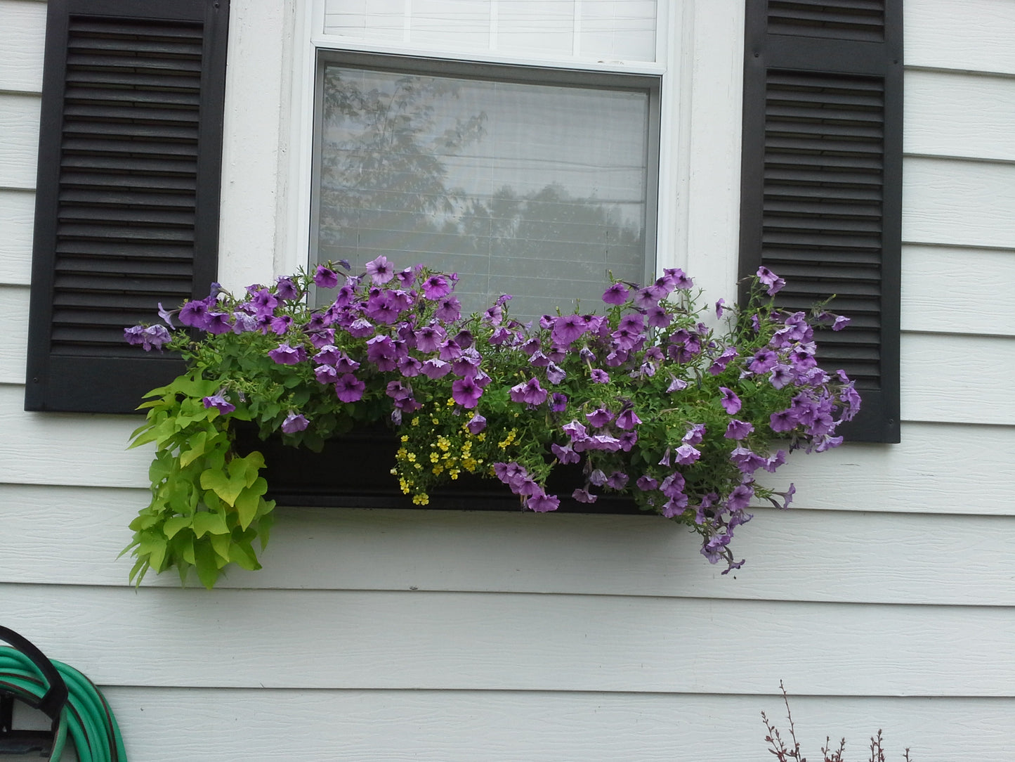 Window Boxes