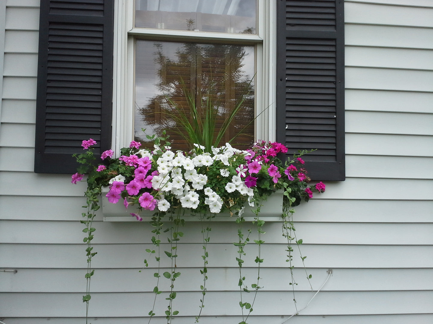 Window Boxes