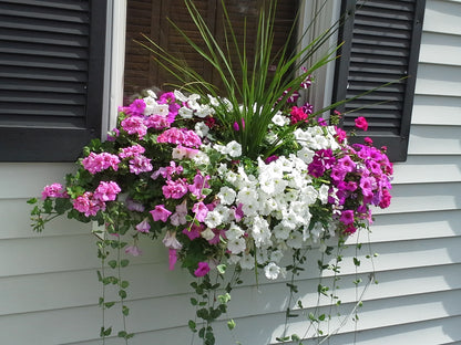 Window Boxes