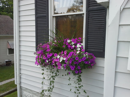 Window Boxes