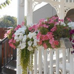 Deck and Balcony Planters