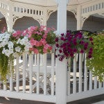 Deck and Balcony Planters