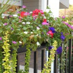 Deck and Balcony Planters