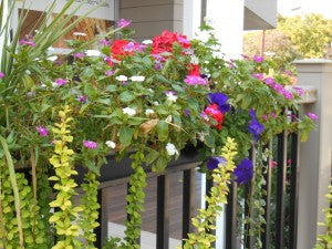 Deck and Balcony Planters