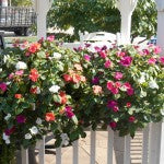 Deck and Balcony Planters