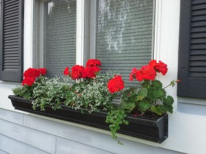 Window Boxes