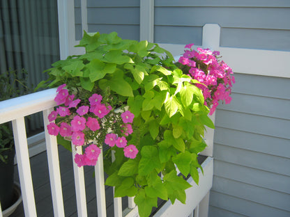 Deck and Balcony Planters