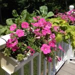 Deck and Balcony Planters